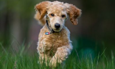 Adorable poodle puppy joyfully running through lush green grass, showcasing its lively spirit.