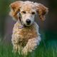 Adorable poodle puppy joyfully running through lush green grass, showcasing its lively spirit.
