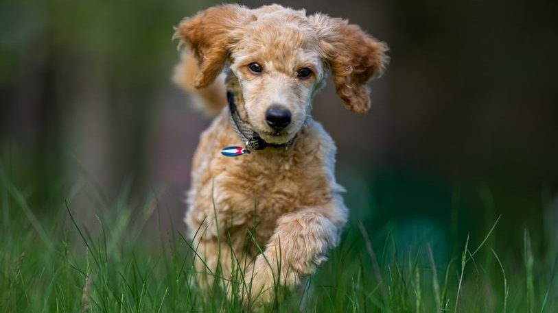 Adorable poodle puppy joyfully running through lush green grass, showcasing its lively spirit.